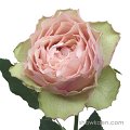 Rosa Koruko Rose